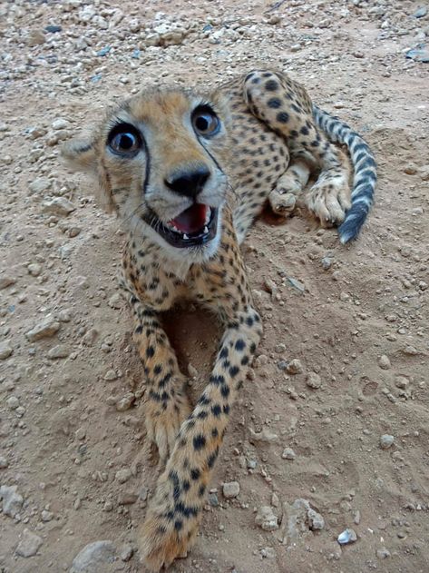 Female Cheetah, Pretty Animals, Cheetahs, Silly Animals, Silly Cats, Animal Wallpaper, Animal Tattoos, Nature Animals, Watch Video