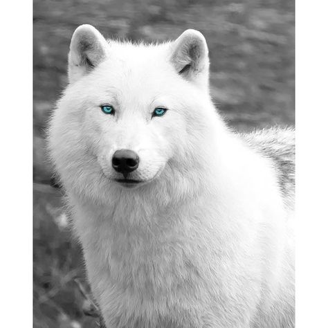 White Wolf With Blue Eyes Pictures ❤ liked on Polyvore featuring animals, pictures and wolves White Wolf With Blue Eyes, Wolf With Blue Eyes, White Wolves, Wolf Pup, Arctic Wolf, Wolf Photos, Wolf Wallpaper, Wolf Love, Wolf Drawing