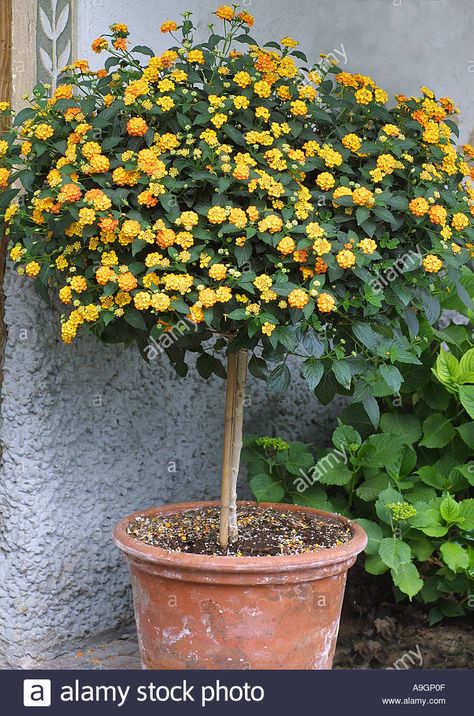 lantana (Lantana camara), potted plant, blooming Stock Photo Lantana Camara Flower, Lantana In Pots, Lantana Landscaping, Lantana Flowers In Pots, Lantana Tree, Yellow Lantana, Cleaning Pillows, Lantana Plant, Annabelle Hydrangea