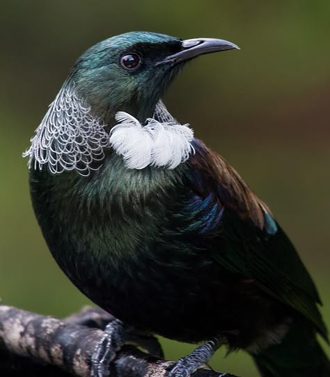 New Zealand Wildlife, Nz Birds, Tui Bird, Felted Pictures, New Zealand Birds, Crafts Drawing, Nz Art, Kiwi Bird, Wellington New Zealand