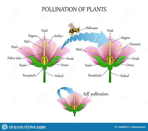 Pollinating Plants With Insects And Self-pollination, Flower Anatomy Education Diagram, Botanical Biology Banner. Vector Illustrat Stock Vector - Illustration of education, ovary: 143086472 Anatomy Education, Flower Anatomy, Biology Plants, Bee Activities, Plant Insects, Study Biology, Plant Study, Aster Flower, Social Studies Worksheets