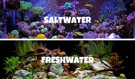 We look at the difference between them and which one will be best for you. saltwater|freshwater|aquarium|new fish tank|beginners guide to starting an aquarium|marine fish|saltwater fish| tropical fish Tropical Fish Tank Ideas, Tropical Fish Tanks, Marine Tank, Saltwater Fish Tanks, Live Aquarium Plants, Fish Breeding, Tropical Freshwater Fish, Fresh Water Fish Tank, Salt Water Fish