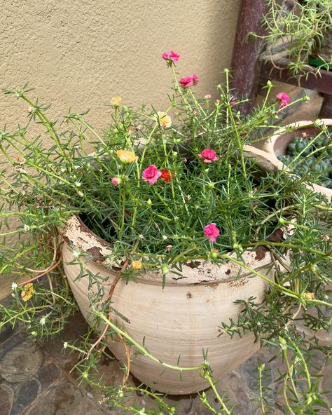 🌸 Moss rose in containers. Also in photos can see purple heart and crown of thorns. Grown from cuttings (grows very fast 📈). If planted on the ground - would look like a carpet. Likes full sun. (Needs a very sunny location).☀️🌞 #mossrose #puslane #portulaca #flowers #цветы #мойсад Portulaca Flowers, Moss Rose, Crown Of Thorns, Purple Heart, On The Ground, Sunnies, Carpet, Crown, Sun