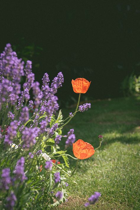 Poppy Flower Garden, Garden Cottagecore, Garden Lavender, British Cottage, Uk Summer, Garden Border, Lavender Garden, English Lavender, Summer Berries