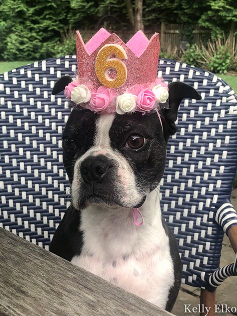 Every dog deserves a birthday crown! kellyelko.com #bostonterrier #birthdayparty #petparty #dogparty #dogcostume #petclothes #dogclothes Dog Birthday Hat Diy, Dog Crown Diy, Birthday Dog, Diy Birthday Crown, Dog Birthday Hat, Dog Grooming Clippers, Crown For Kids, Puppy Day, Dog Clothes Diy