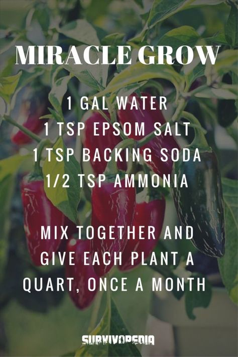 Miracle Grow, Organic Vegetable Garden, Urban Gardening, Home Vegetable Garden, Homestead Survival, Garden Yard Ideas, Organic Vegetables, Veggie Garden, Lawn And Garden