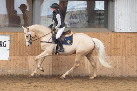 Palomino Horse Tack, Warmblood Horses Jumping, Palomino Warmblood, Swedish Warmblood, Horse Oc, Warmblood Stallion, Dutch Warmblood, Horse Family, Warmblood Horses