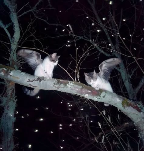 Wings Aesthetic, Creepy Cat, Dark Tree, Hilarious Photos, Pretty Animals, Creatures Of The Night, Wildlife Photos, Silly Animals, Aesthetic Dark