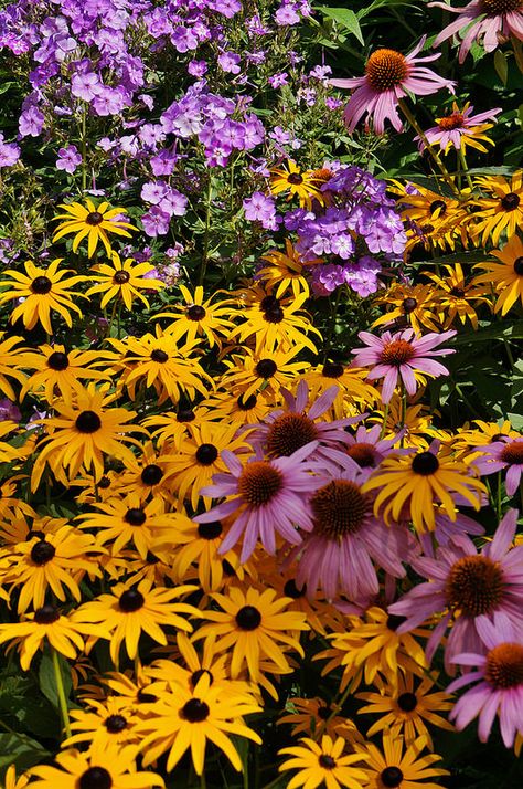 Rudbeckia 'Goldsturm', Echinacea, Phlox Rudbeckia Goldsturm, Planting Companions, Green Things, Echinacea Purpurea, Plant Combinations, House Garden, Companion Planting, Canned Food, Outdoor Projects