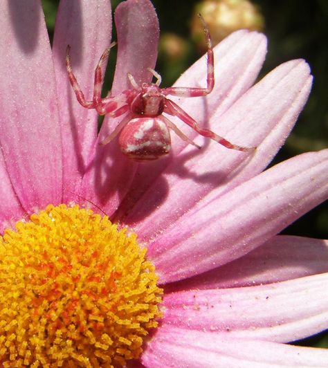 Pink spider Pink Spider, Animal Print Wallpaper, Pretty Animals, Print Wallpaper, Animal Wallpaper, Animal Tattoos, Animal Memes, Animals Beautiful, Make You Smile