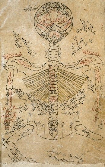 Skeleton system, Avicenna, Canon of Medicine by Ibn Sina, 1632. The Wellcome Library, CC-BY Medieval Medicine, Arab History, Ibnu Sina, Ibn Sina, Skeleton System, Persian Miniatures, Vintage Astronomy, Islam And Science, Coffee Infographic