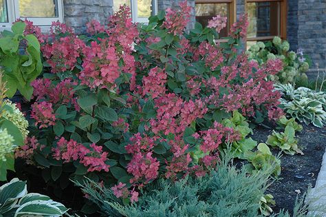 Pink Diamond Hydrangea, Plant Wishlist, Hydrangea Paniculata, Full Size Photo, Garden Shrubs, Flowering Shrubs, Deck Garden, Hydrangea Flower, Landscaping Plants