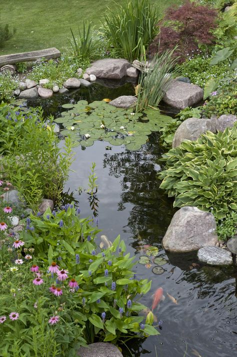 Plants are always a good choice when considering how to edge your pond. Coneflowers are planted in the dirt just outside of the pond, while aquatic Purple Pickerel is planted along the margins inside the pond. #pond #backyardideas #watergarden #garden #koifish Kolam Koi, Backyard Ponds, Amazing Backyard, Water Gardens Pond, Garden Pond Design, Small Pond, Fountains Backyard, Backyard Garden Landscape, Pond Water Features