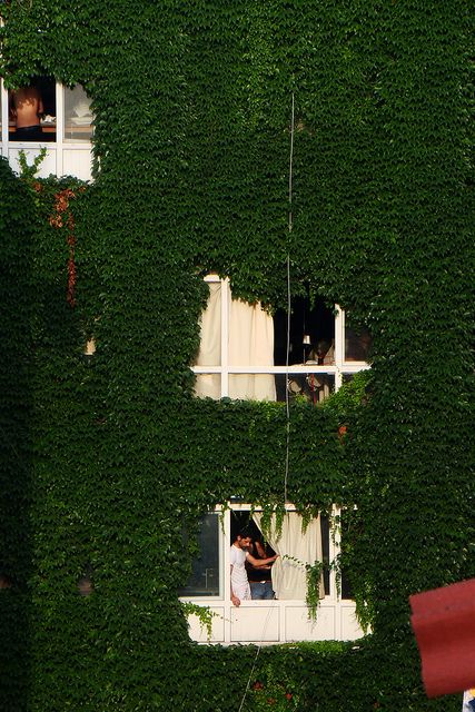 Turkey Istanbul, Ivy House Ivy House, Casa Exterior, Vertical Garden, The Window, Happy Places, Interior Architecture, Interior And Exterior, Ivy, Istanbul