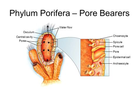 Phylum Porifera - is the Phylum of sponges. They are pore bearers which help filter out food from water. Sponges are important because they are some of the most primitive life in the ocean. They help scientists study the early animals and also helps us with chemicals that will be beneficial to ourselves. Phylum Porifera, Body Structure, Skeletal System, Astronaut Art, Design Sketchbook, Biology Notes, Fashion Design Sketchbook, Marine Biology, Baddie Quotes