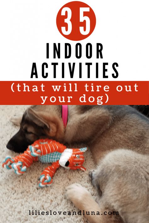 Fun Things To Do With Dogs Inside, Indoor Puppy Games, Diy Dog Mind Games, Indoor Enrichment For Dogs, Puppy Boredom Busters, Dog Entertainment Ideas Diy, Dog Enrichment Ideas Indoor, Boredom Busters For Dogs, Activities For Puppies