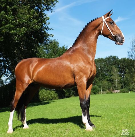 Dutch Draft Horse, Dutch Harness Horse, Bay Dutch Warmblood, Liver Chestnut Warmblood, Akhal Teke Horses, Belgian Brabant Horse, Akhal Teke, Horse Farms, Horse Breeds