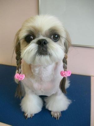 Shih Tzu with braided ears! Perro Shih Tzu, Chien Shih Tzu, Dog Haircuts, Shih Tzu Puppy, Shih Tzus, Sweet Dogs, Small Dog, Pet Grooming, Dog Hair