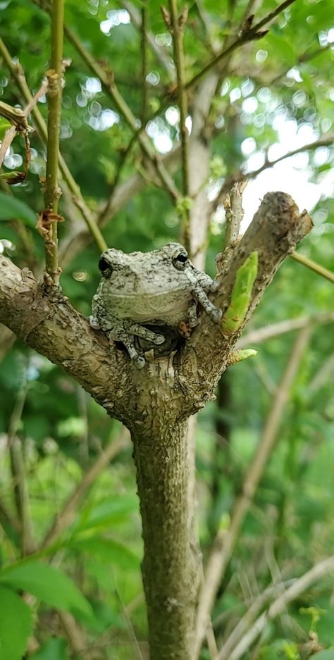 Gray tree frog in Connecticut Gray Tree Frog, Tree Frogs, Flora And Fauna, Animal Kingdom, Grey, Animals