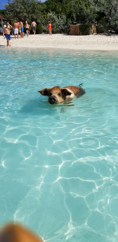 Exuma Pig Island Pig Island Bahamas, Exuma Pigs, Pig Island, Bahama Mama, Vacation Mood, Antigua And Barbuda, Bahamas, Bucket List, Voyage