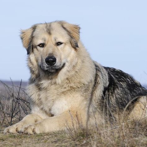 Ovcharka, also called Caucasian Shepherd Dog AND known as the Russian Bear Dog, it's no surprise that the Ovcharka is just as well known for its massive size as its protective nature | rare dog breeds Russian Bear Dog, Caucasian Ovcharka, Russian Dogs, Caucasian Shepherd Dog, Caucasian Shepherd, Pretty Dog, Rare Dog Breeds, Dog Breeds Medium, Rare Dogs