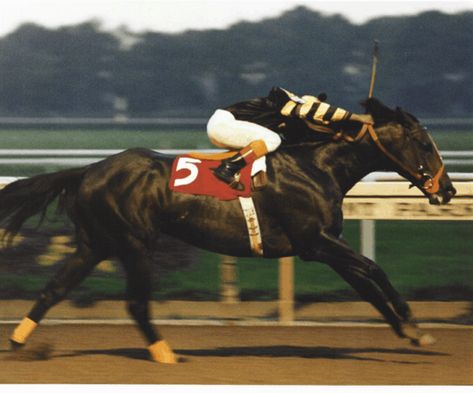 Seattle Slew Seattle Slew, Thoroughbred Racehorse, American Pharoah, Derby Winners, Triple Crown Winners, Thoroughbred Horse Racing, Belmont Stakes, Sport Of Kings, By Any Means Necessary