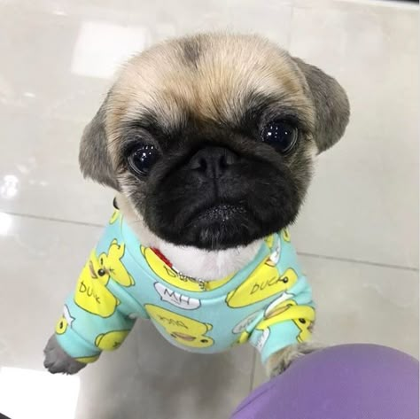 duck print on a silly pug Cute Pug Puppies, Baby Pugs, Baby Animals Pictures, Pug Puppies, Pugs Funny, Cute Pugs, Baby Puppies, Pug Love, Cute Dogs And Puppies