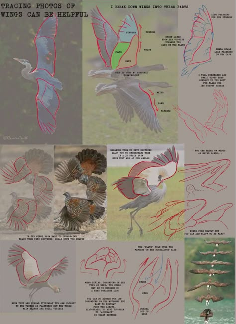 Fantasy Anatomy, Wing Tutorial, Wing Anatomy, Bird Anatomy, Winged People, Bird Reference, Animal Studies, Bird People, Wings Drawing