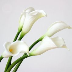 Arum Lillies, Lilies Purple, Props For Wedding, White Calla Lily Bouquet, White Calla Lilies, Calla Lily Flowers, Flowers Real, Real Touch Flowers, Lily White