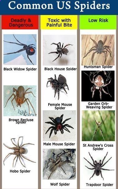 Spider Identification Chart, Spider Chart, Spider Identification, Common Spiders, Types Of Spiders, Wolf Spider, Cnidaria, Spider Bites, Apocalypse Survival