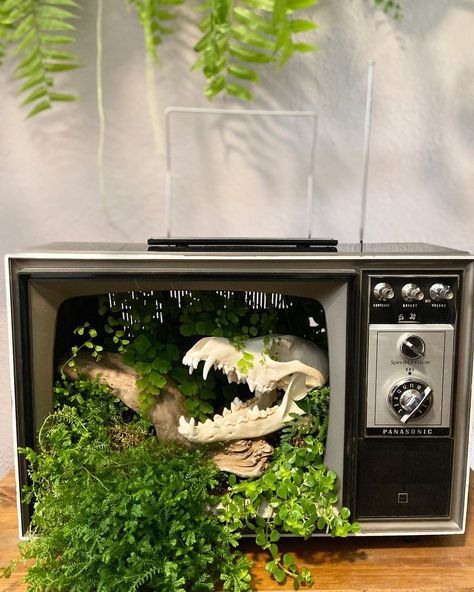 The Terrorium Shop on Instagram: “SOLD——Sweet repurposed vintage Tv Terrorium 🌱✨ . . . .” Vintage Tv Repurposed, Things To Do When Bored, Repurposed Vintage, Vintage Tv, Tv Console, Plant Mom, Apartment Room, Home N Decor, Plant Life