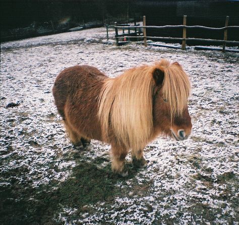 Shetland Pony by Missjanavr, via Flickr Shetland Ponies, Lil Sebastian, Miniature Ponies, Mini Horses, Tiny Horses, Tattoo Nature, Animals Tattoo, Baby Pony, Miniature Horses