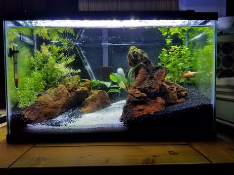 29 Gallon Planted Aquarium, 8 Gallon Fish Tank Ideas, 10gallon Fish Tank, 10 Gallon Planted Tank, Aquascape 10 Gallon, 10 Gallon Aquascape Ideas, 65 Gallon Fish Tank Ideas, 10 Gallon Betta Tank, 40 Gallon Aquarium Ideas