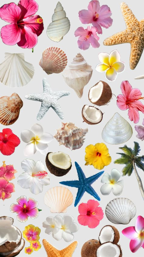 #coconutgirl #hawaii #fyp #beachy #beach #coconutgirlaesthetic #summer #flower #coconut #shells #ocean Paper Bag Design, Coconut Shells, Persian Art Painting, Cute Summer Wallpapers, Scrapbook Printing, Design Stickers, Summer Scrapbook, Scrapbook Book, Planner Scrapbook