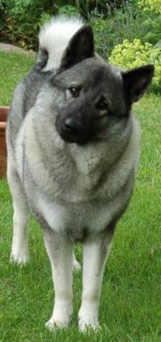 Swedish Elkhound, Lil Puppy, Norwegian Elkhounds, Spitz Breeds, Gray Dog, Norwegian Elkhound, Dog Breeds Medium, Puppy Breeds, Family Dogs