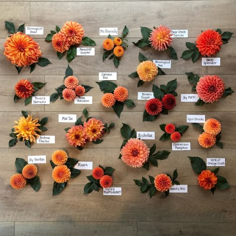 Irish Candy, Dahlia Flower Garden, Orange Dahlia, Dahlias Garden, Flower Guide, Dahlia Flower, Garden Lovers, Flower Farm, Pink Pearl