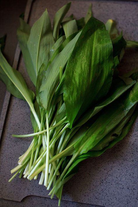 RAMSONS o. WILD GARLIC | BÄRLAUCH | AJO DE OSO (Allium ursinum) | The leaves are also used as fodder. Cows that have fed on ramsons give milk that tastes slightly of garlic, and butter made from this milk used to be very popular in 19th-century Switzerland. Allium Ursinum, Earthbag Home, Wild Garlic, Farm Fresh, Parmesan, Pesto, Spinach, Switzerland, 19th Century