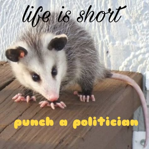 Possom Memes Funny, Opposum Memes Funny, Opossum Meme Funny, Possum Memes, Raccoon Memes, Awesome Possum, Self Deprecating Humor, Trash Panda, Funny Animal Jokes