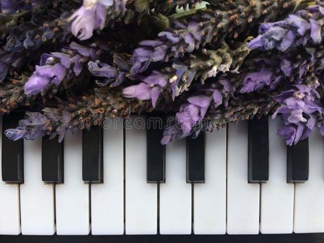 A Bouquets of Purple lavender on piano keyboard. Top view. Lavenders Love colour #Sponsored , #ad, #AFFILIATE, #lavender, #Bouquets, #keyboard, #piano Purple Piano, Keyboard Photo, Senior Recital, Lavender Bouquets, Piano Aesthetic, Heather Flower, Purple Vibe, Lavender Bouquet, Piano Keyboard