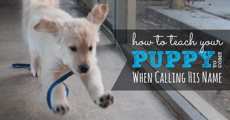 How to teach your puppy his name Dog Minding, Easiest Dogs To Train, Potty Training Puppy, Puppy Training Tips, Dog Training Techniques, Dog Tips, Dog Hacks, Training Your Puppy, Dog Obedience