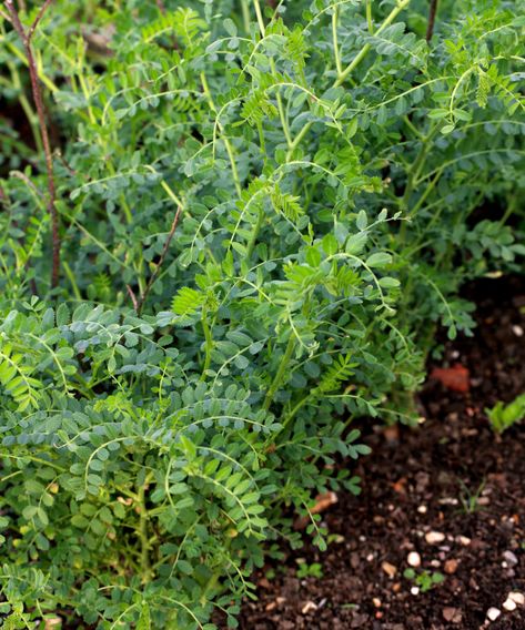 How to grow chickpeas: expert tips to grow garbanzo beans | How To Grow Chickpeas, Growing Chickpeas, Grow Chickpeas, Chickpea Plant, Garbonzo Beans, Bean Garden, Bean Plant, Veg Garden, Powdery Mildew