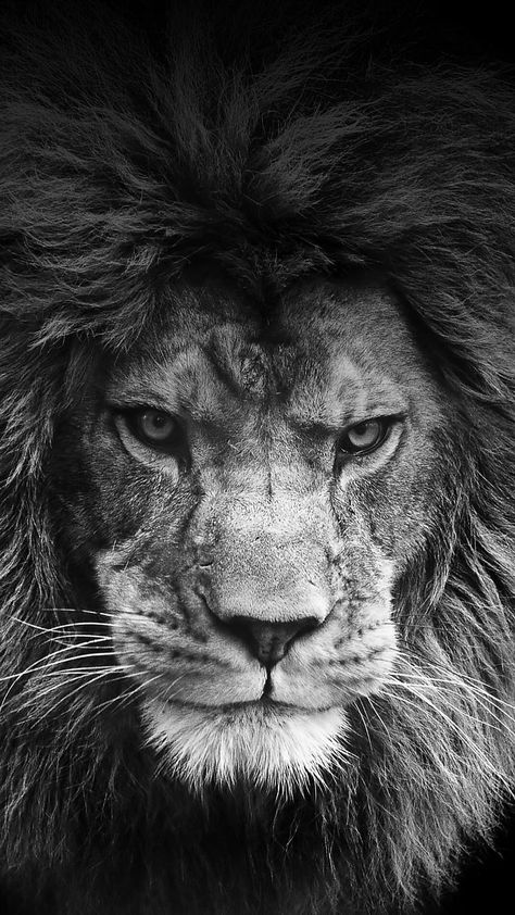 Lion, Black And White, White, Black