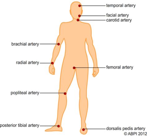 Pulse Locations On the Body | Diagram of pulse points on the body #appliedscience #applied #science #degree #autumn27357 Peripheral Pulses, Pulse Sites, Emt Study, Nursing Assessment, Nursing School Essential, Pressure Ulcer, Body Diagram, Nursing School Motivation, Med School Motivation