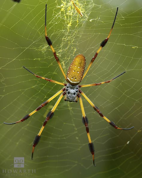 Golden Silk Orb Weaver Spider | FictionRulezForever Wiki | Fandom Golden Silk Orb Weaver, Golden Orb Weaver Spider, Golden Orb Weaver, Banana Spider, Orb Spider, Silk Spider, Orb Weaver Spider, Wood Spider, Orb Weaver