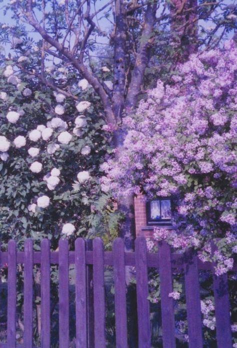 Roses Photography, Violet Aesthetic, Purple Vibe, Lavender Aesthetic, Halcyon Days, Lovely Lavender, Purple Walls, Purple Reign, Purple Love