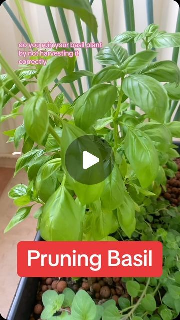 Tara McKay on Instagram: "Are you someone that likes Basil but struggle to get your basil growing thick and bushy?  This is how I prune my Basil to get it growing continually and producing beautiful sweet leaves.   If you grow your own Basil or want to try this is the best way to get the most out of your plant.   #growbasil #basil #costofliving #costoflivingcrisis #twinmum #costoflivingsolutions #mumof5 #howtoharvestbasil #herbgarden #smartsavings #savemoney #savingmoney #savetime #howtogrowbasil #budgetingtips #budgeting #herbs #herbgarden" Pruning Basil Plants Video, How To Grow Basil Outdoors, Pruning Basil Plants, How To Cut Basil From Plant, How To Prune Basil, Basil Growing, Pruning Basil, Harvesting Basil, Growing Basil