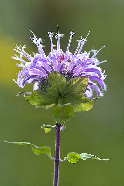 071114 bee balm ~ Wild Bergamot (Monarda fistulosa) by johndykstraphotography, via Flickr Bee Balm Tattoo, Shrike Tattoo, Bergamot Plant, Monarda Fistulosa, Bergamot Flower, Bee Balm Flower, Wild Bergamot, Scientific Drawing, Wild Bees