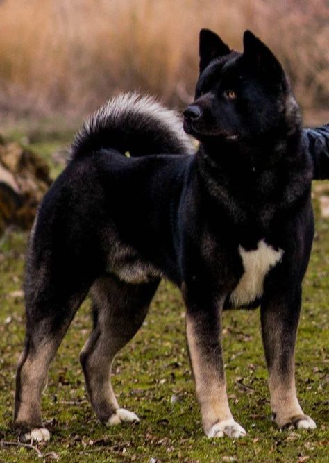 Stunning American akita Popular Pictures, American Akita Dog, Japanese Akita, Akita Puppies, American Akita, Japanese Dogs, Akita Dog, Dog Facts, Pretty Dogs