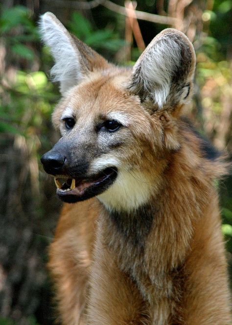 Manned Wolf, Maned Wolves, Wolf White, Largest Wolf, Woodland Park Zoo, Maned Wolf, Popular Images, Wolf Face, Animal Study