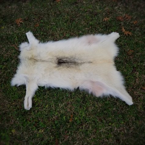 This is the tanned body skin of a female Grey Wolf. The fur is a gorgeous cream and white with black guard hairs in the center back. Absolutely wonderful heavy fur. The age of the tan is unknow... Wolf Pelt, Grey Wolf, Body Skin, Wonder, Cream, Skin, Grey, White, Black